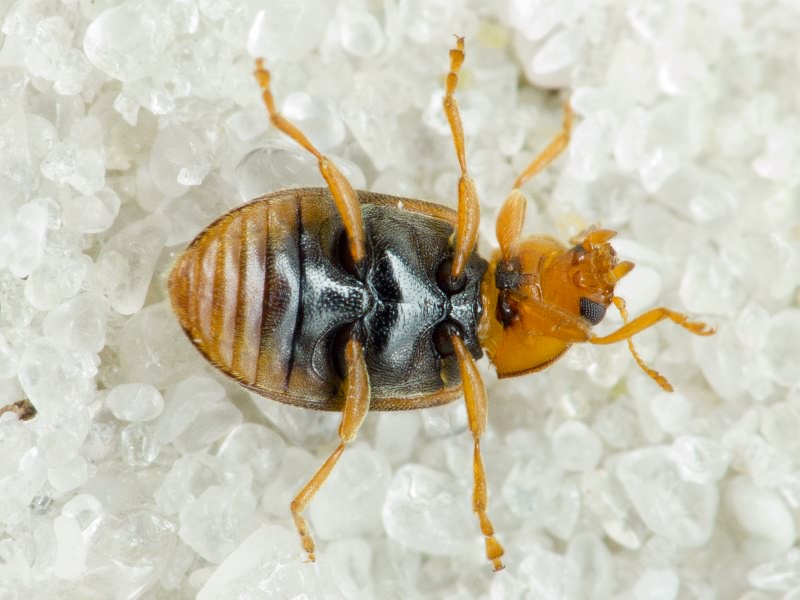 Coccidula scutellata (Herbst, 1783)